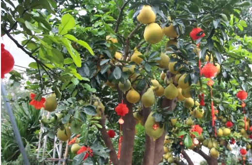 Các chậu bưởi Diễn được nhà vườn vận chuyển từ Hưng Yên, Phú Thọ, Bắc Giang...vào TP HCM từ khoảng cuối tháng 11 âm lịch. Ảnh: Vietnamnet