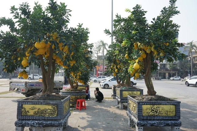 Các tiểu thương cho biết, giá cây cảnh, hoa dịp Tết năm nay cao hơn mọi năm. Ảnh: Tiền phong