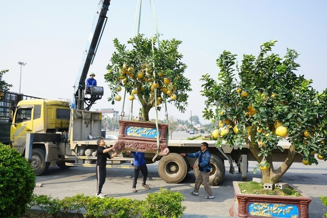 Bưởi cảnh cũng được bày bán nhiều trên các tuyến phố ở TP. Thanh Hóa. Ảnh: Tiền phong