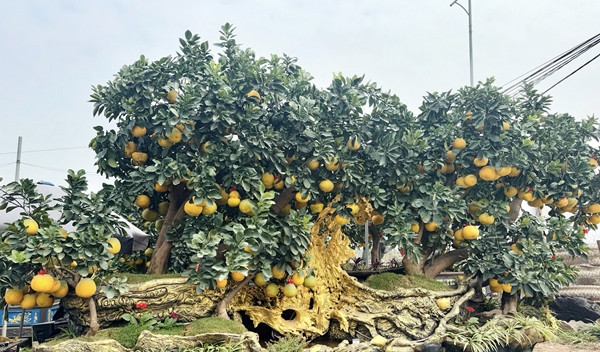 Một số nhà vườn ở Hưng Yên còn cầu kỳ tạo dáng chậu độc lạ để trồng cây bưởi lâu năm chào bán với giá hàng trăm triệu đồng. Ảnh: Suckhoedoisong