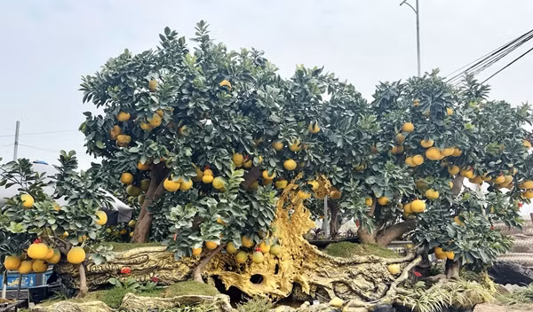 Một số nhà vườn ở Hưng Yên còn cầu kỳ tạo dáng chậu độc lạ để trồng cây bưởi lâu năm chào bán với giá hàng trăm triệu đồng. Ảnh: Suckhoedoisong