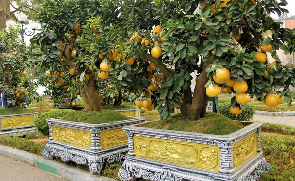 Hàng chục chậu bưởi cảnh giá từ 30 - 50 triệu đồng trên một tuyến phố của Hà Nội đang chờ khách mua. Ảnh: Baotintuc