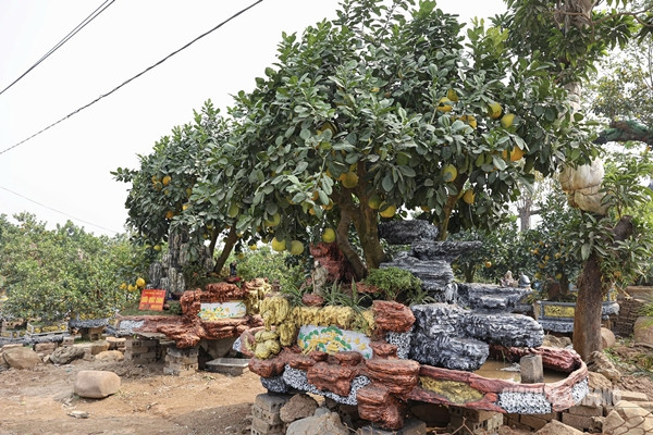 Một số nhà vườn ở Hưng Yên còn cầu kỳ tạo dáng chậu độc lạ để trồng cây bưởi lâu năm chào bán với giá hàng trăm triệu đồng. Ảnh: Suckhoedoisong