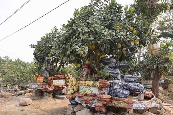 Một số nhà vườn ở Hưng Yên còn cầu kỳ tạo dáng chậu độc lạ để trồng cây bưởi lâu năm chào bán với giá hàng trăm triệu đồng. Ảnh: Suckhoedoisong