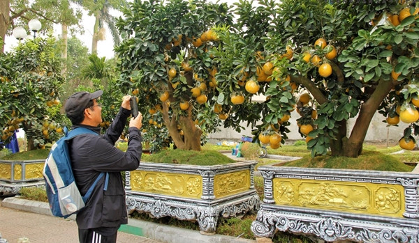 Dù mới được bày bán nhưng đã có nhiều khách đến xem và đặt mua bưởi chơi Tết sớm. Ảnh: Baotintuc