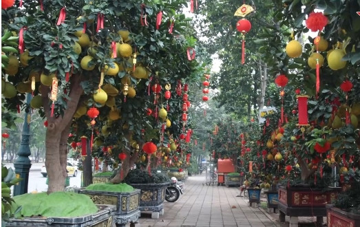 Trên đường Mai Chí Thọ (TP Thủ Đức, TP HCM), gần chục nhà vườn chuyên buôn bán bưởi Diễn đã bày nhiều chậu bưởi cảnh chơi Tết. Ảnh: Vietnamnet