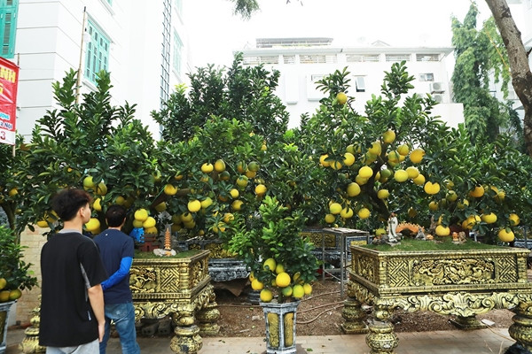 Một chậu bưởi cảnh đẹp phải đáp ứng đủ 3 tiêu chí: gốc cây dáng đẹp mắt; lá xanh tốt, dày, đủ cả lá non, lá già và nhiều quả. Ảnh: Người đưa tin