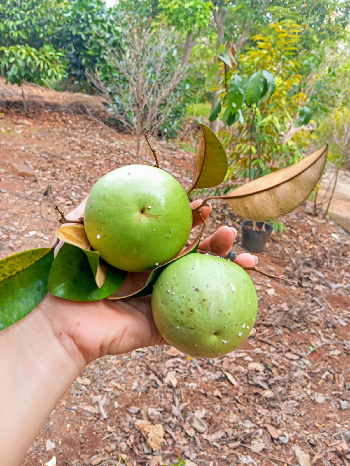 Ngoài hoa, trong vườn còn nhiều loại trái cây. Ảnh: FB Nguyễn Kiều Trinh