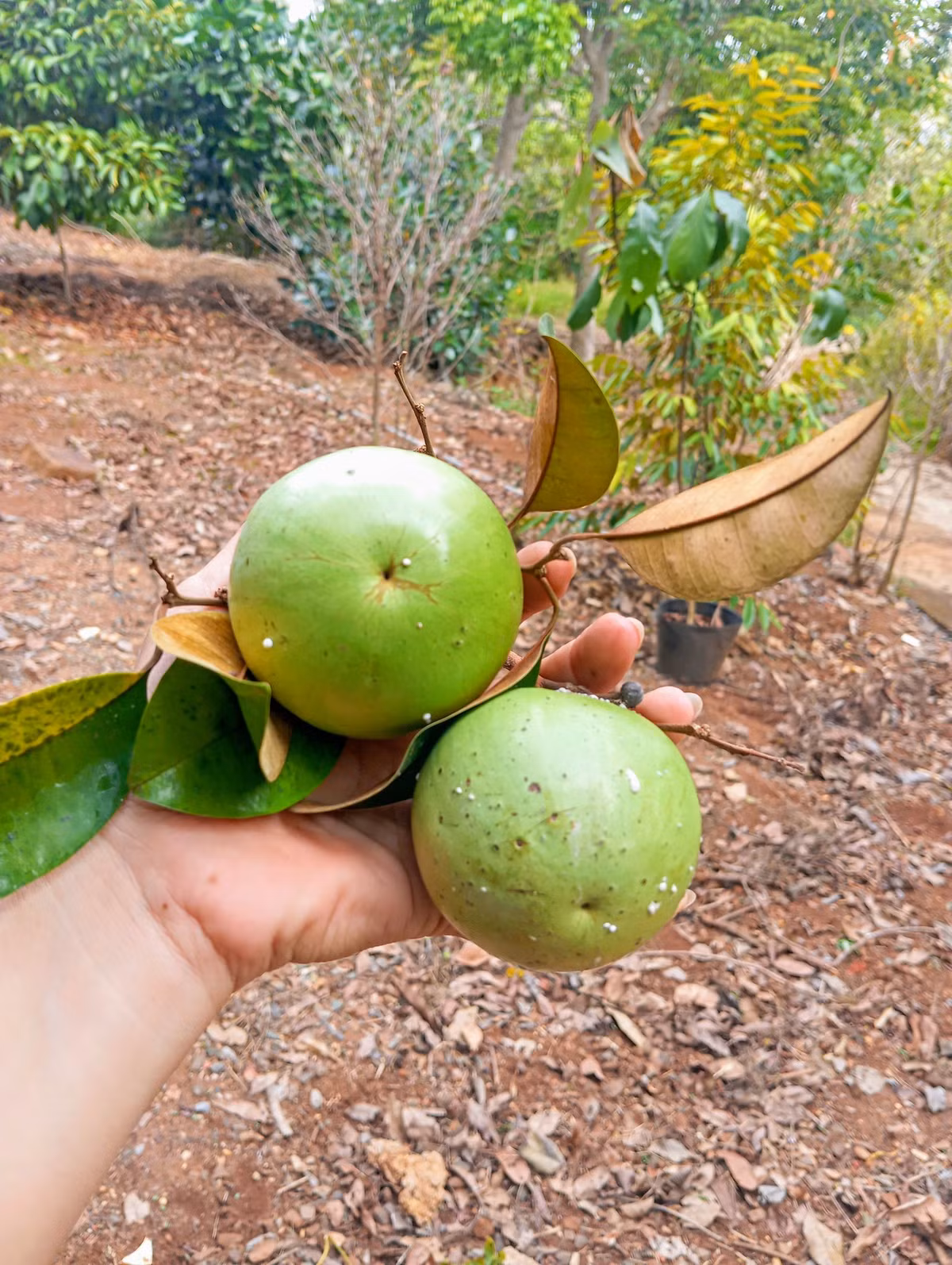 Ngoài hoa, trong vườn còn nhiều loại trái cây. Ảnh: FB Nguyễn Kiều Trinh