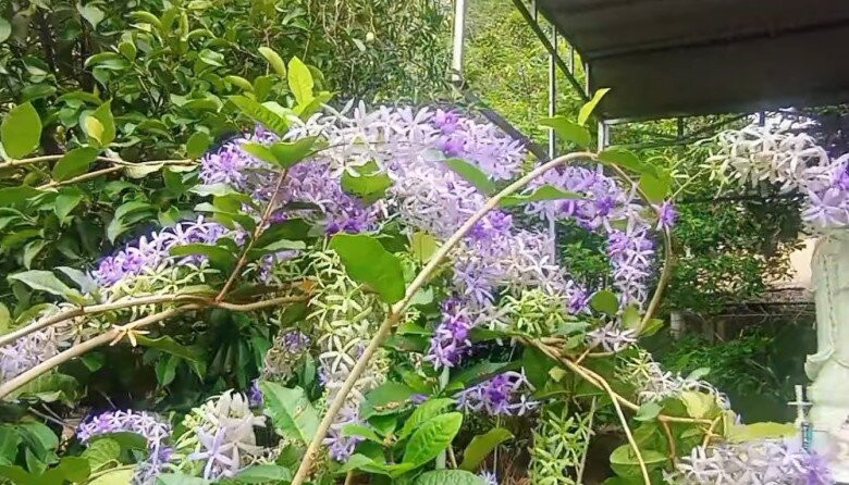 Khi mới bung, loài hoa này nở tím rực rỡ, sau đó dần chuyển sang xanh như chính tên của nó. Ảnh: FB Nguyễn Kiều Trinh