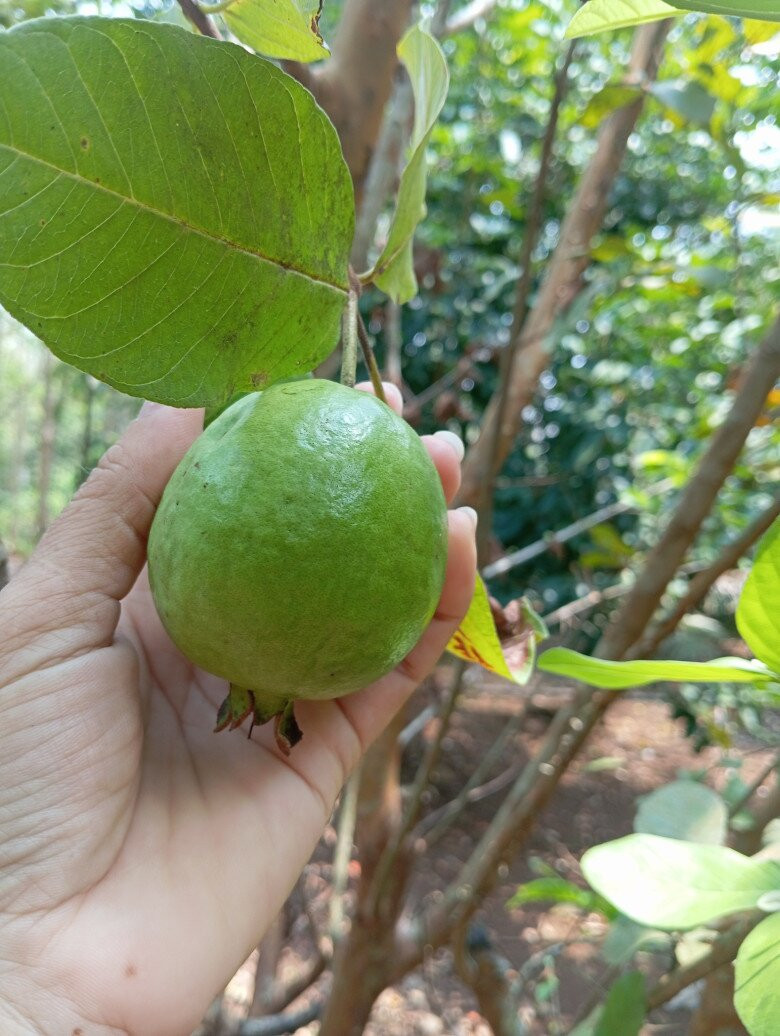 Nơi đây giống như một thiên đường trái ngọt. Ảnh: FB Nguyễn Kiều Trinh