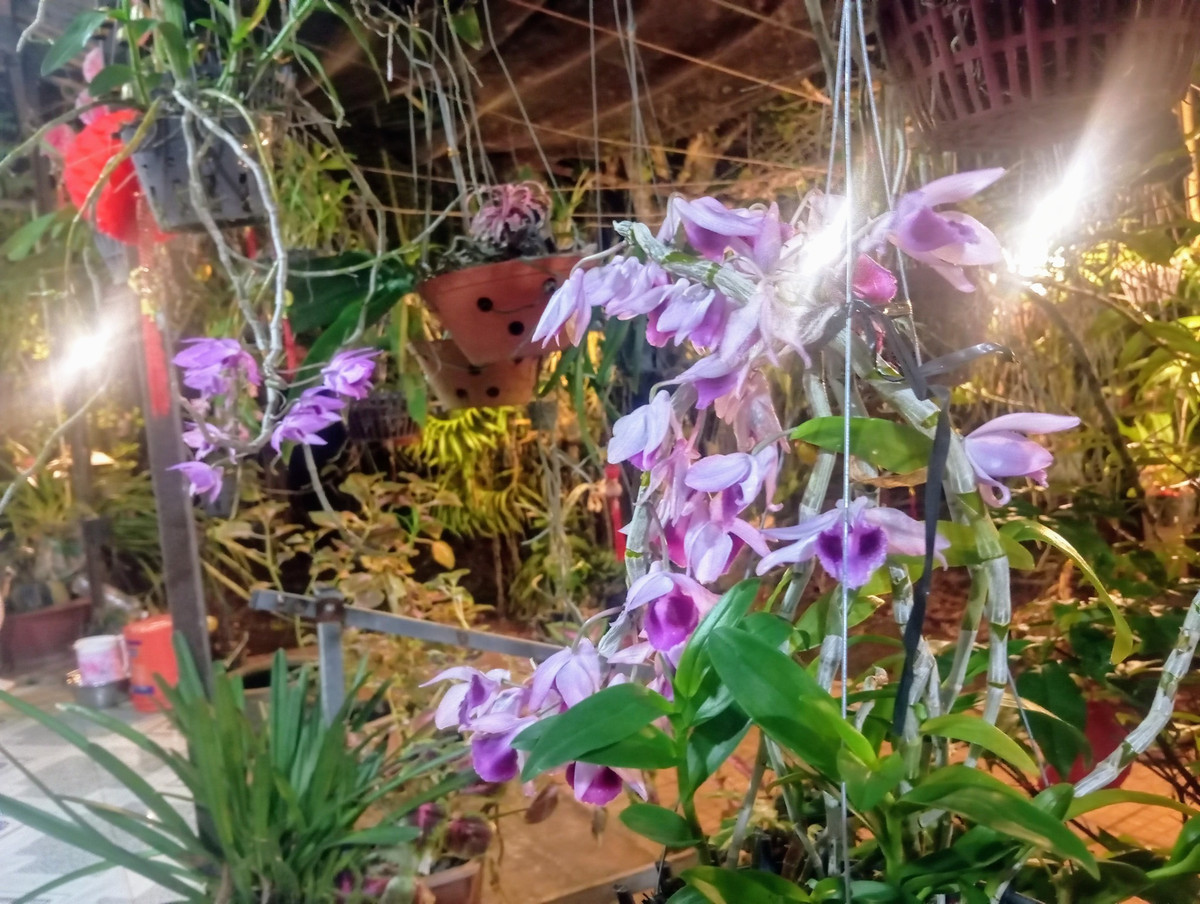 Trong khu vườn của Kiều Linh còn có lan rừng màu tím nhẹ nhàng, tượng trưng cho sự thanh khiết. Ảnh: FB Nguyễn Kiều Trinh