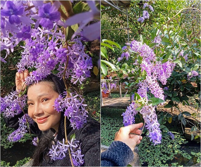 Mới đây, Kiều Trinh chia sẻ loạt ảnh rực rỡ sắc tím của những cây linh sam, mai xanh, dã hạc...trong vườn với dòng trạng thái đầy cảm xúc. Ảnh: FB Nguyễn Kiều Trinh