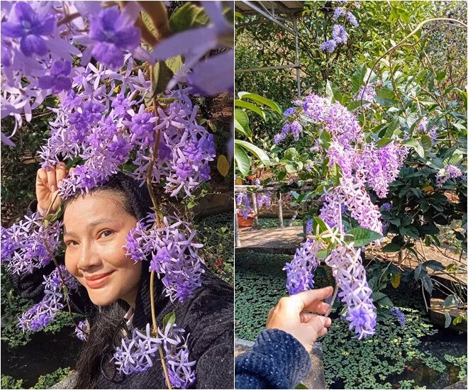 Mới đây, Kiều Trinh chia sẻ loạt ảnh rực rỡ sắc tím của những cây linh sam, mai xanh, dã hạc...trong vườn với dòng trạng thái đầy cảm xúc. Ảnh: FB Nguyễn Kiều Trinh
