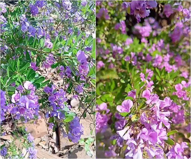 Linh sam hoa tím nhỏ xinh, có sức sống mạnh mẽ. Ảnh: FB Nguyễn Kiều Trinh