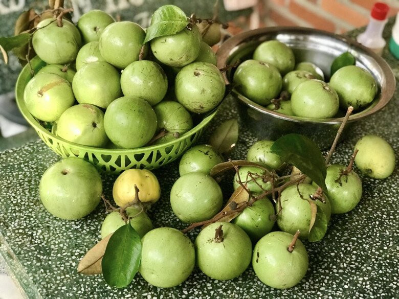 Hồi đầu tháng, Kiều Trinh thích thú thu hoạch quà quê. Cô cho biết, cây vú sữa đã chín hết cây khoảng 500 - 700 trái. Ảnh: FB Nguyễn Kiều Trinh