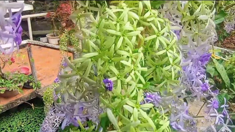 Những chùm mai xanh nở rộ tạo khung cảnh lãng mạn trong vườn. Ảnh: FB Nguyễn Kiều Trinh