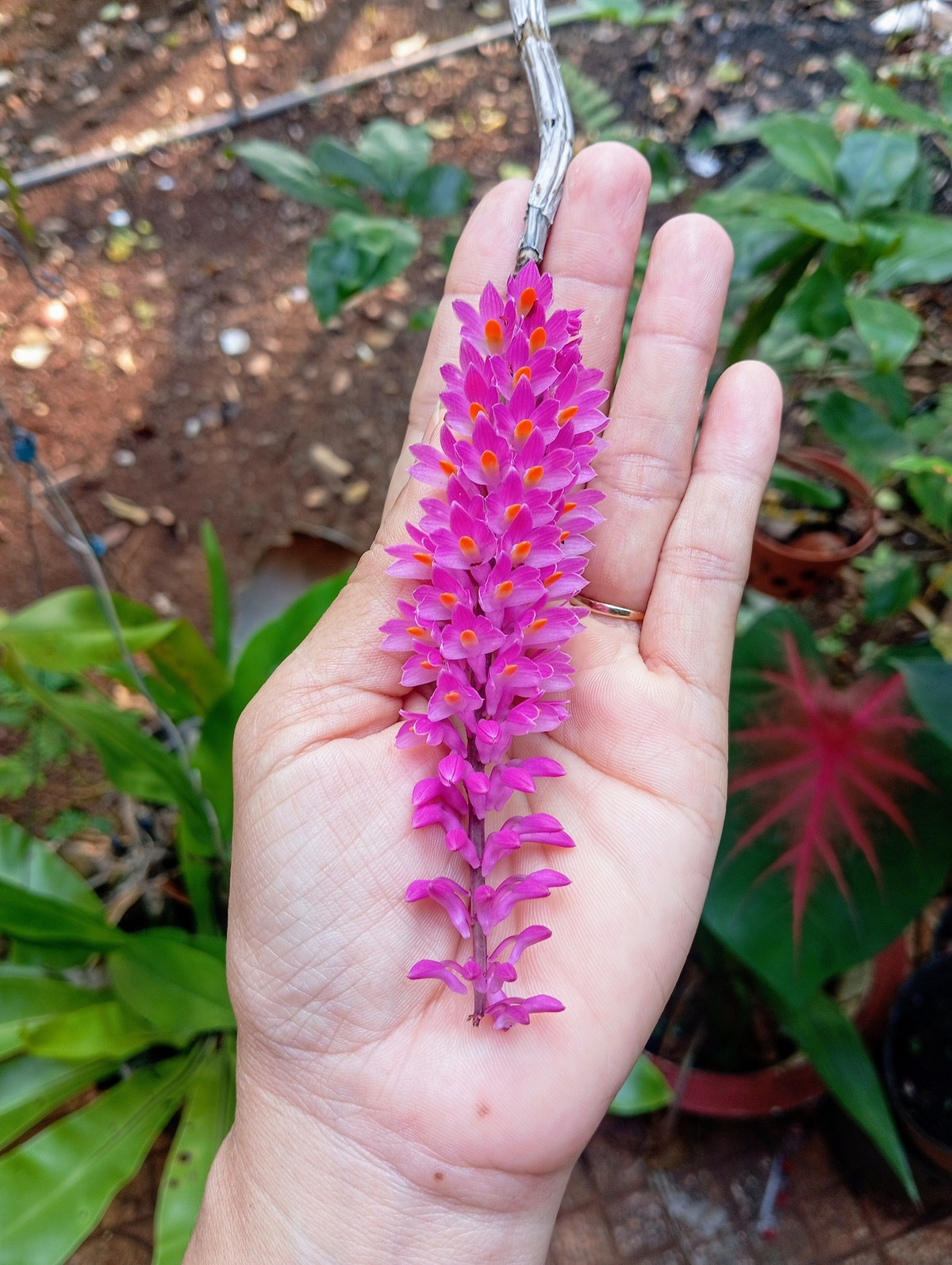 Ngọc điểm (hay còn gọi đai châu) có những chùm hoa dày, bông to, tỏa hương nhẹ nhàng. Ảnh: FB Nguyễn Kiều Trinh