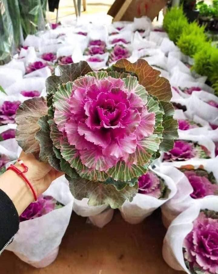 Không chỉ là cây cảnh, hoa hồng bắp cải còn có thể ăn được. Ảnh: Facebook