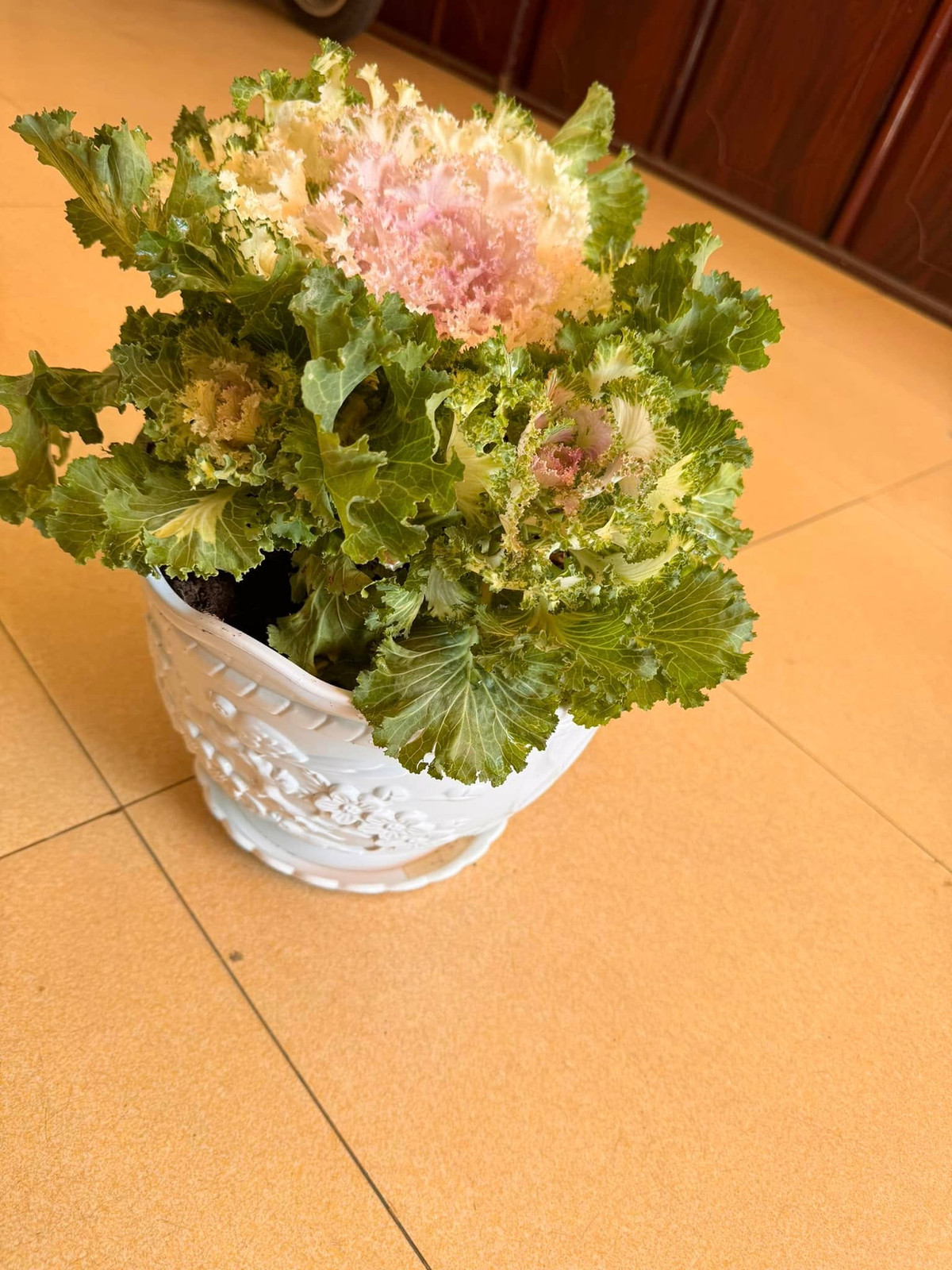 Mỗi chậu hoa hồng bắp cải giá chỉ từ 80.000 - 100.000 đồng/chậu. Ảnh: Facebook