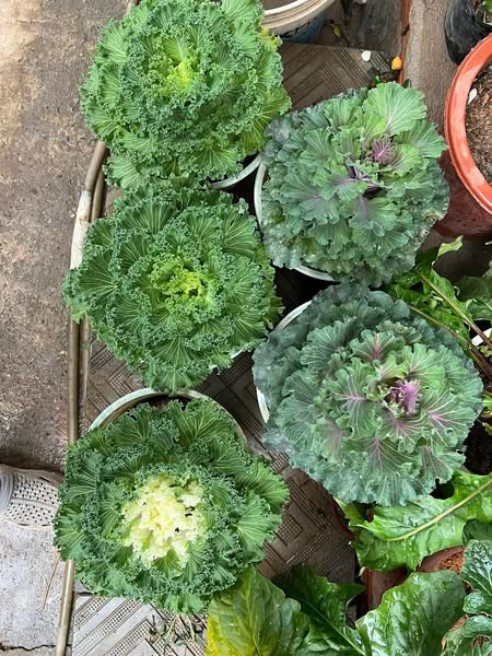 Phần lá và hoa thường được dùng để trang trí món ăn hoặc làm salad. Ảnh: Facebook