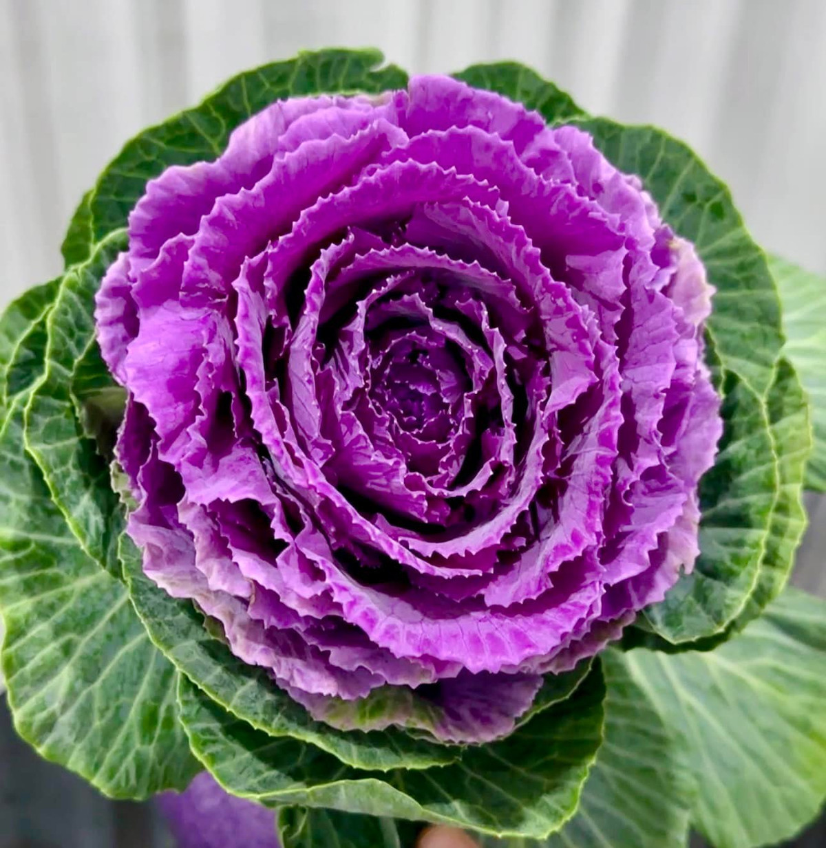 Bên cạnh đó, hoa hồng cải bắp còn có thể chơi được 2 - 3 tháng nếu chăm sóc tốt. Ảnh: Fcebook