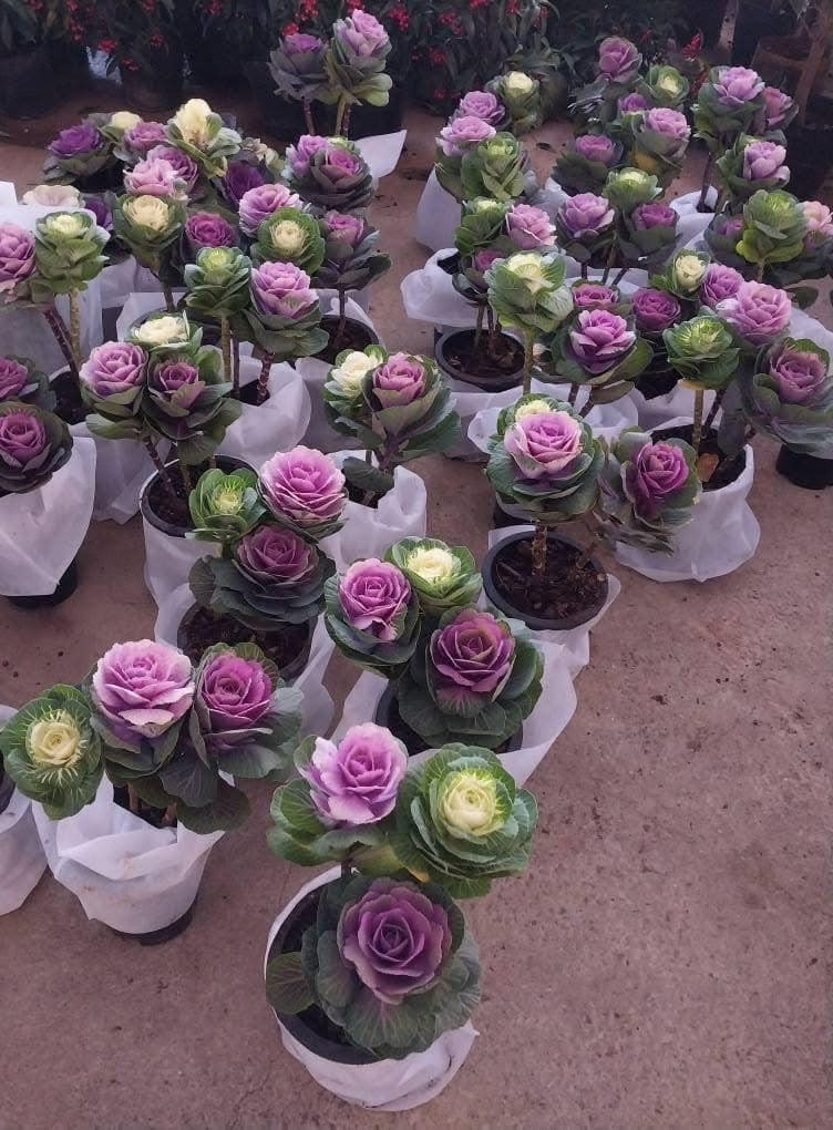 Hoa hồng bắp cải được nhiều khách hàng ưa chuộng bởi có màu sắc bắt mắt như tím lợt, vàng nhạt, vàng hồng. Ảnh: Facebook