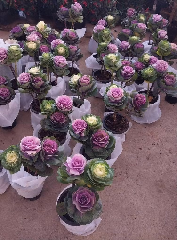Hoa hồng bắp cải được nhiều khách hàng ưa chuộng bởi có màu sắc bắt mắt như tím lợt, vàng nhạt, vàng hồng. Ảnh: Facebook