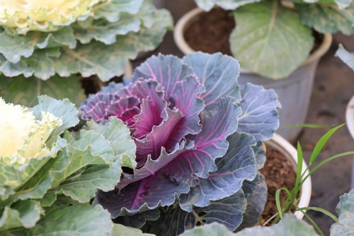 Không chỉ sở hữu vẻ ngoài nổi bật, hoa hồng cải bắp còn được yêu thích nhờ sự "đa năng". Ảnh: Tuoitrethudo