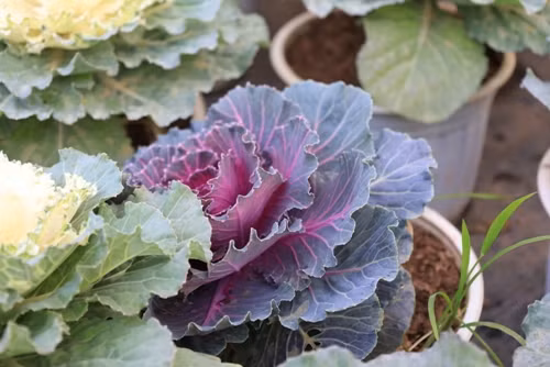 Không chỉ sở hữu vẻ ngoài nổi bật, hoa hồng cải bắp còn được yêu thích nhờ sự "đa năng". Ảnh: Tuoitrethudo