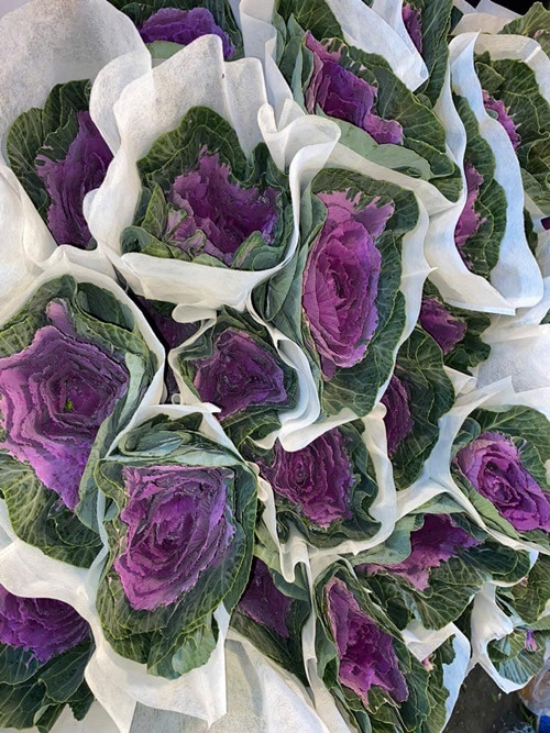 Bắp cải là loại rau quen thuộc tại Việt Nam, đặc biệt là vào mùa đông. Vài năm gần đây, bên cạnh bắp cải thông thường, thị trường còn xuất hiện bắp cải hoa hồng (hay còn gọi hoa hồng sa mạc hoặc hoa bắp cải cảnh). Ảnh: Dân Việt