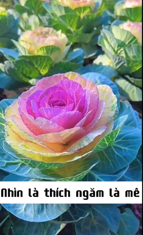 Đặc biệt, các màu sắc này hoàn toàn tự nhiên, không phải màu nhân tạo. Ảnh chụp màn hình