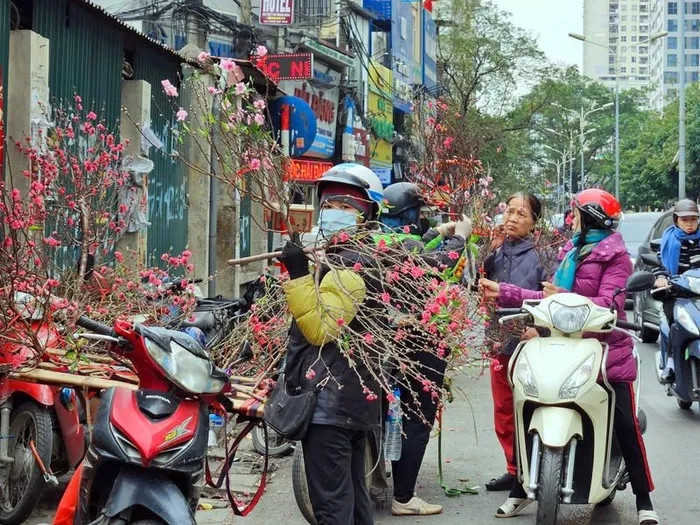 Rằm tháng Giêng (15/1) là một trong những ngày lễ quan trọng với người Việt Nam. Đã thành nếp, nhiều người Hà Nội có thú chơi đào mỗi dịp Rằm tháng Giêng. Ảnh: GDTĐ