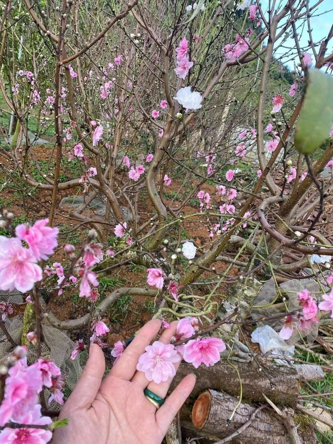 Đào phai 5 cánh Tây Bắc được nhiều tiểu thương bán. Ảnh: FB Mai Anh