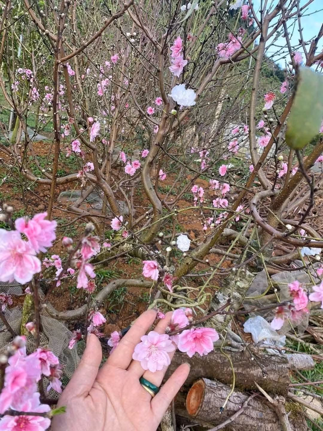 Đào phai 5 cánh Tây Bắc được nhiều tiểu thương bán. Ảnh: FB Mai Anh