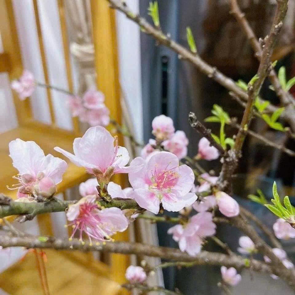 Theo người bán, sau Tết đào phai 5 cánh nở bông to, trông thích mắt. Ảnh: FB Mai Út