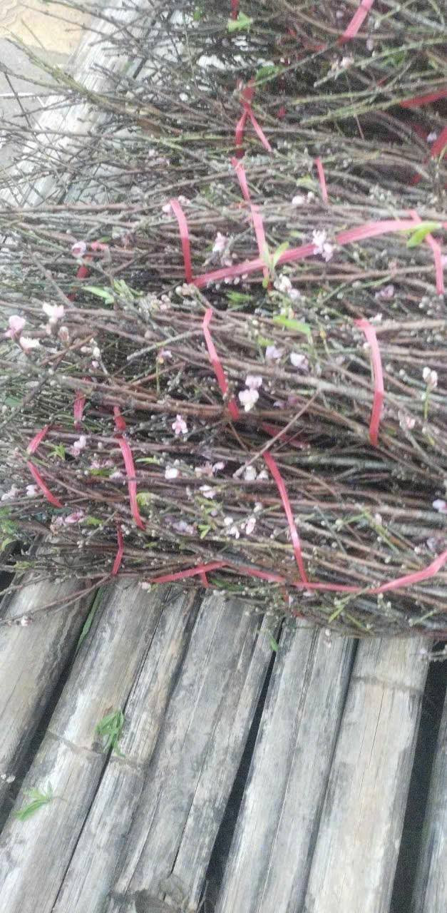 Chị Huệ (ở Hoàng Mai, Hà Nội) cho biết vừa về 100 bó đào phai 5 cánh nhiều nụ phục vụ nhu cầu khách chơi trong dịp Rằm tháng Giêng. Ảnh: FB Lê Thị Huế