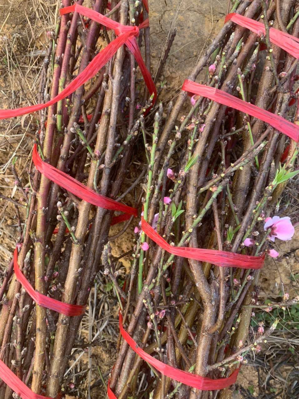 Không chỉ tại các tuyến phố, những cành đào cuối vụ cũng được rao bán rầm rộ trên chợ mạng. Ảnh: FB Quàng Thị Nga