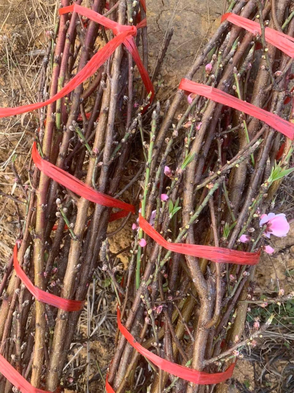 Không chỉ tại các tuyến phố, những cành đào cuối vụ cũng được rao bán rầm rộ trên chợ mạng. Ảnh: FB Quàng Thị Nga