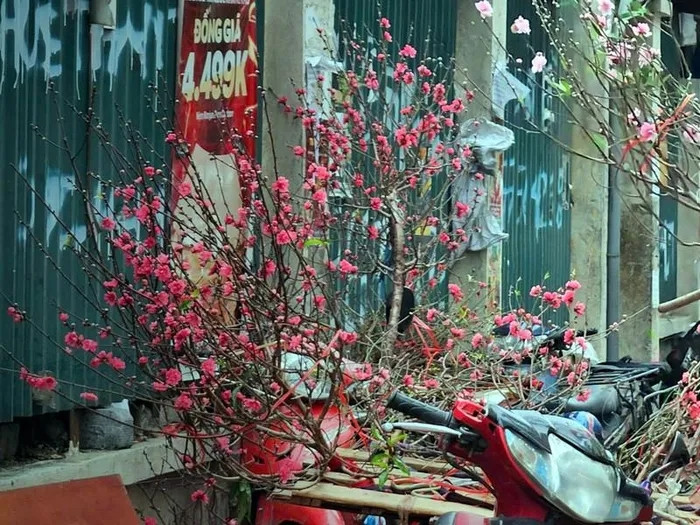 Những ngày này, trên nhiều tuyến phố ở Hà Nội, những cành đào được tiểu thương bán từ 100.000 - 150.000 đồng/cành. Ảnh: GDTĐ