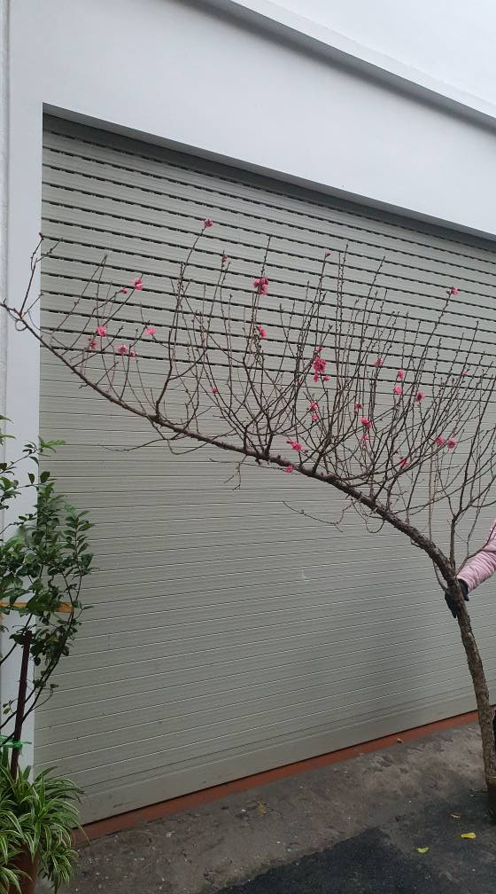 Một số cành đào lớn giá cao hơn, khoảng 200.000 - 300.000 đồng. Ảnh: Facebook