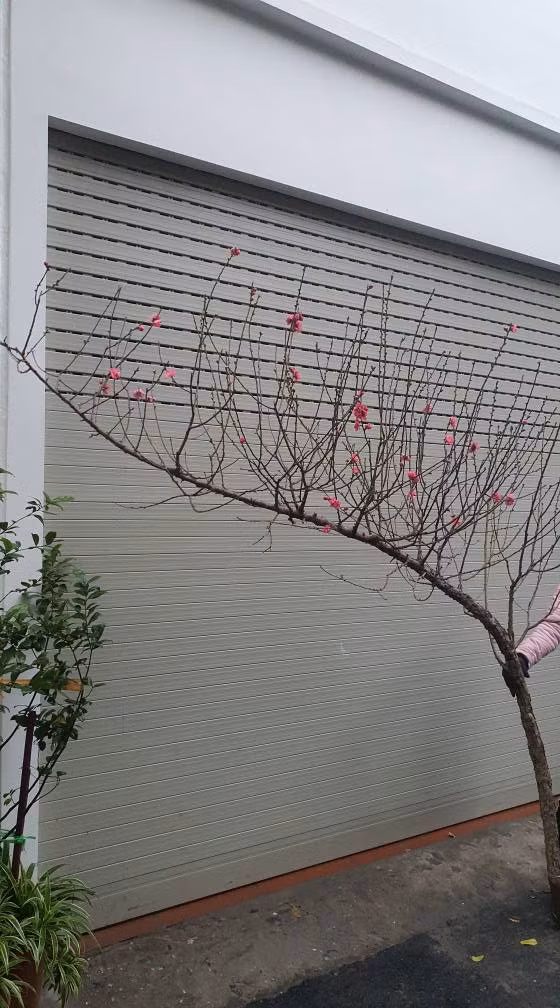 Một số cành đào lớn giá cao hơn, khoảng 200.000 - 300.000 đồng. Ảnh: Facebook