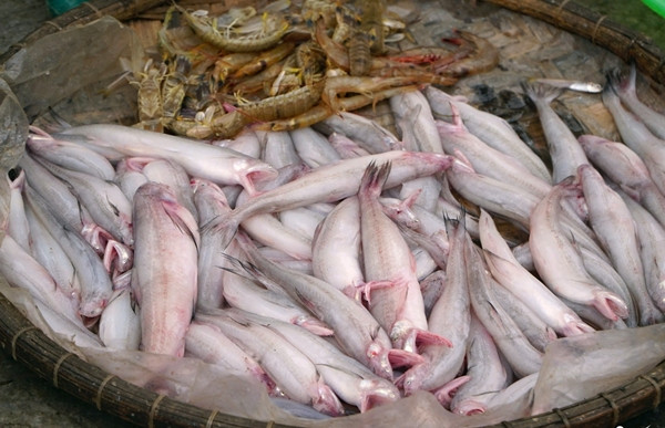 Sau Tết Nguyên đán, ngư dân các xã ven biển tại Thanh Hóa lại tấp nập ra biển đánh bắt cá khoai. Mỗi chuyến vào bờ, dân kiếm được cả chục triệu đồng. Ảnh: Vietnamnet