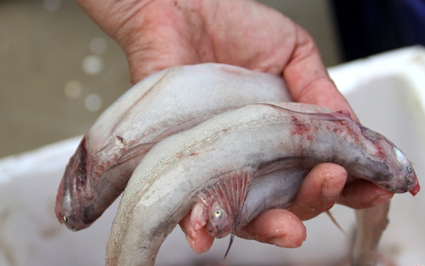 Hơn 10 năm về trước, ngư dân đi biển thấy cá khoai mắc lưới đều gỡ vứt bỏ hoặc mang về nấu cho lợn do, không ai ăn và không có giá trị về kinh tế. Ảnh: BHT