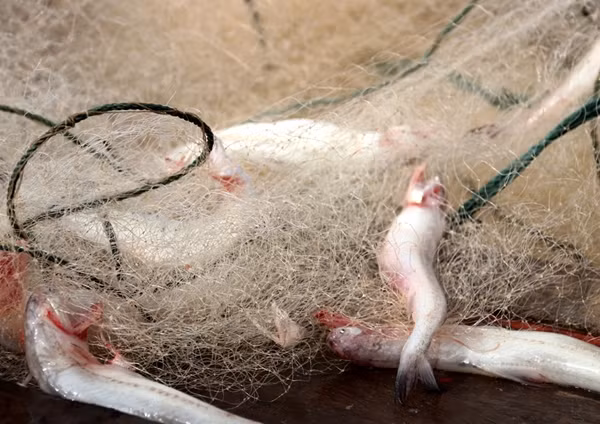 Cá khoai có tên gọi khác là cá cháo, thân mềm sống tập trung ở vùng biển thuộc khu vực Duyên hải miền Trung hay các vùng biển của tỉnh Thanh Hóa, Hà Tĩnh, Quảng Bình, Vũng Tàu,...Ảnh: BHT