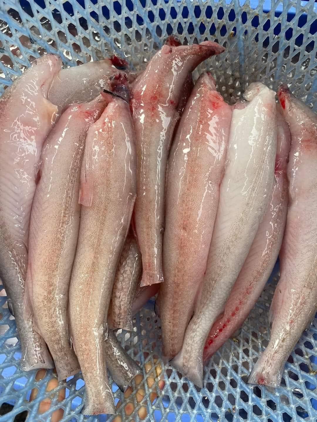 Cá khoai cũng được rao bán nhiều trên chợ mạng, đã được làm sạch sẽ. Ảnh: Facebook