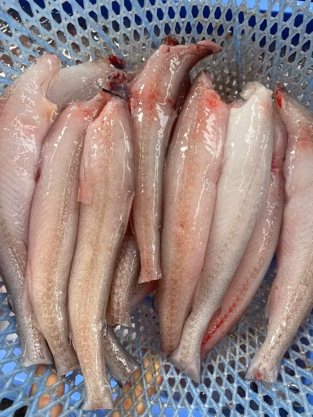 Cá khoai cũng được rao bán nhiều trên chợ mạng, đã được làm sạch sẽ. Ảnh: Facebook