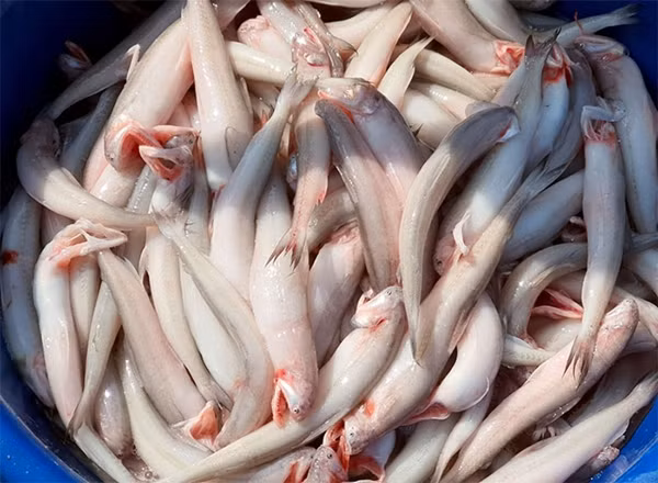 Đỉnh điểm vào mùng 2 - 4 Tết, giá cá khoai lên tới 1 triệu đồng/kg. Ảnh: Tapchithuysan