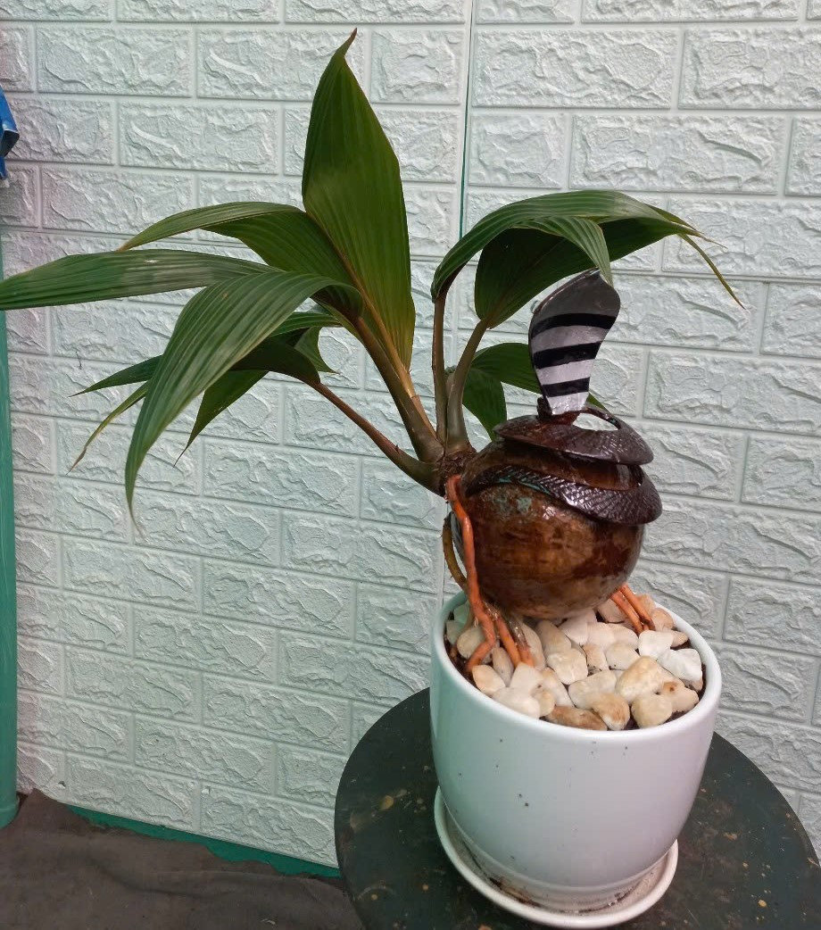 Đầu rắn ngóc lên cao, miệng ngậm viên ngọc trắng. Ảnh: Duabonsaithanhtung