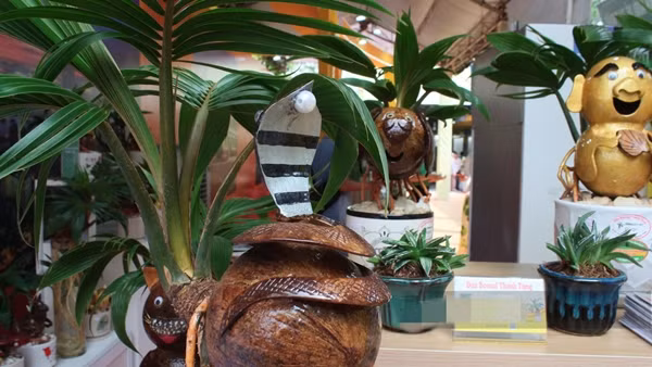 Mỗi chậu dừa bonsai cao khoảng 40cm. Phần gáo dừa nằm nổi bật trên chiếc chậu, cho tàu xanh um. Ảnh: Dân Việt